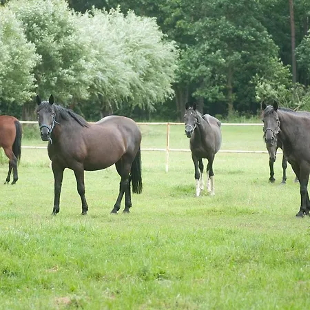 Barczyzna Medical 4* ネクラ